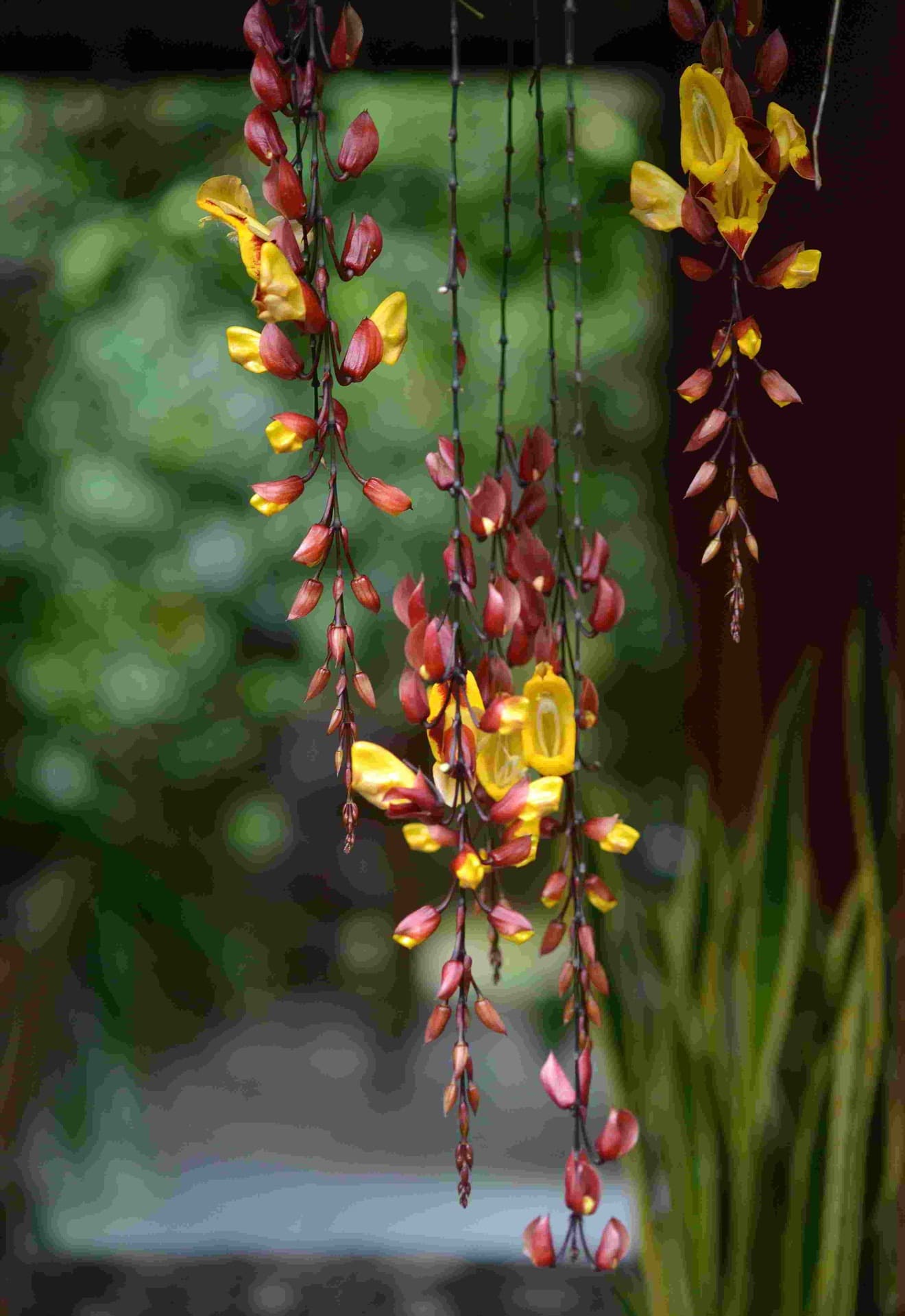Flores de trepadeira no jardim da pousada