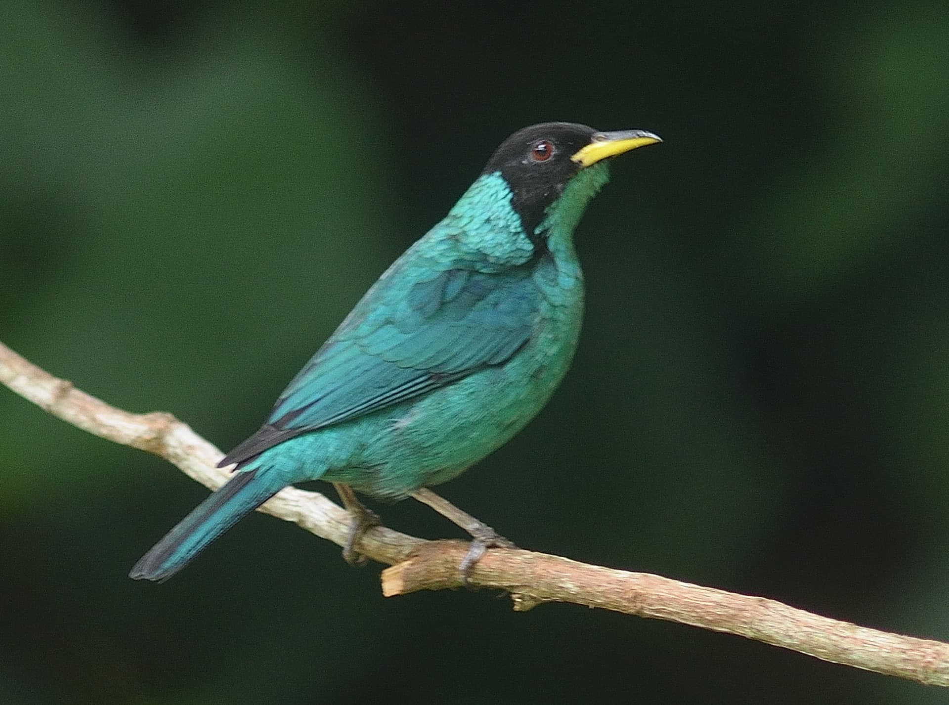Saíra-verde na vegetação da pousada