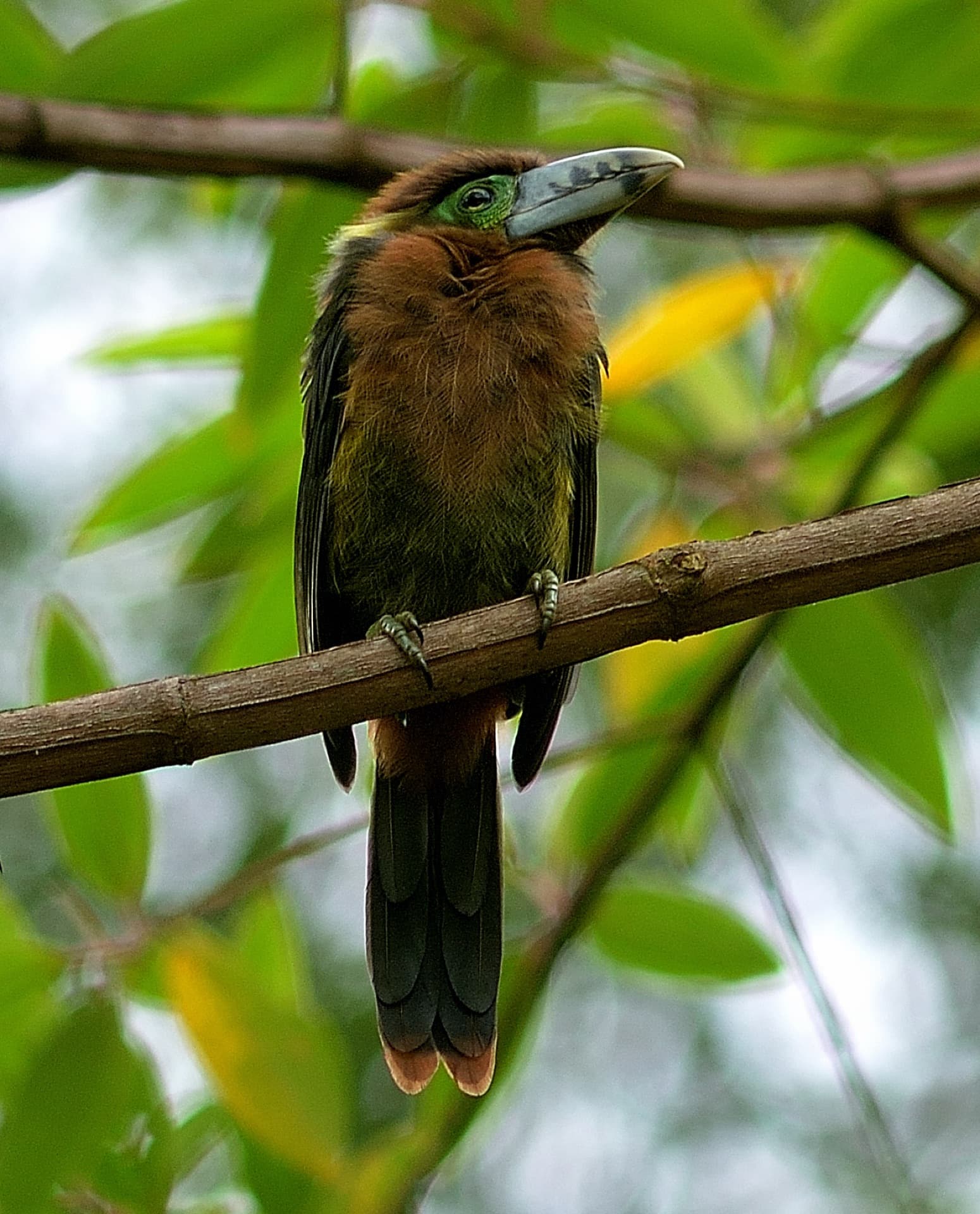 Araçari na Mata Atlântica de Santa Teresa